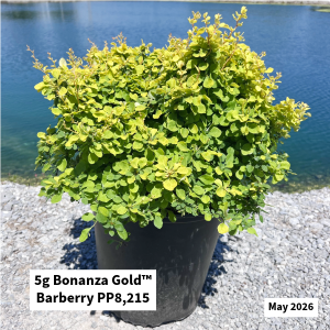 May 2026 5g Bonanza Gold Barberry Website